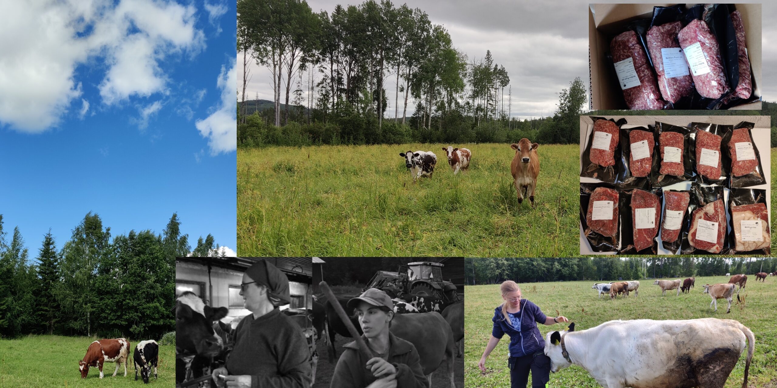 Forest Cows collage — beef cattle grazing freely in central-Sweden production forests