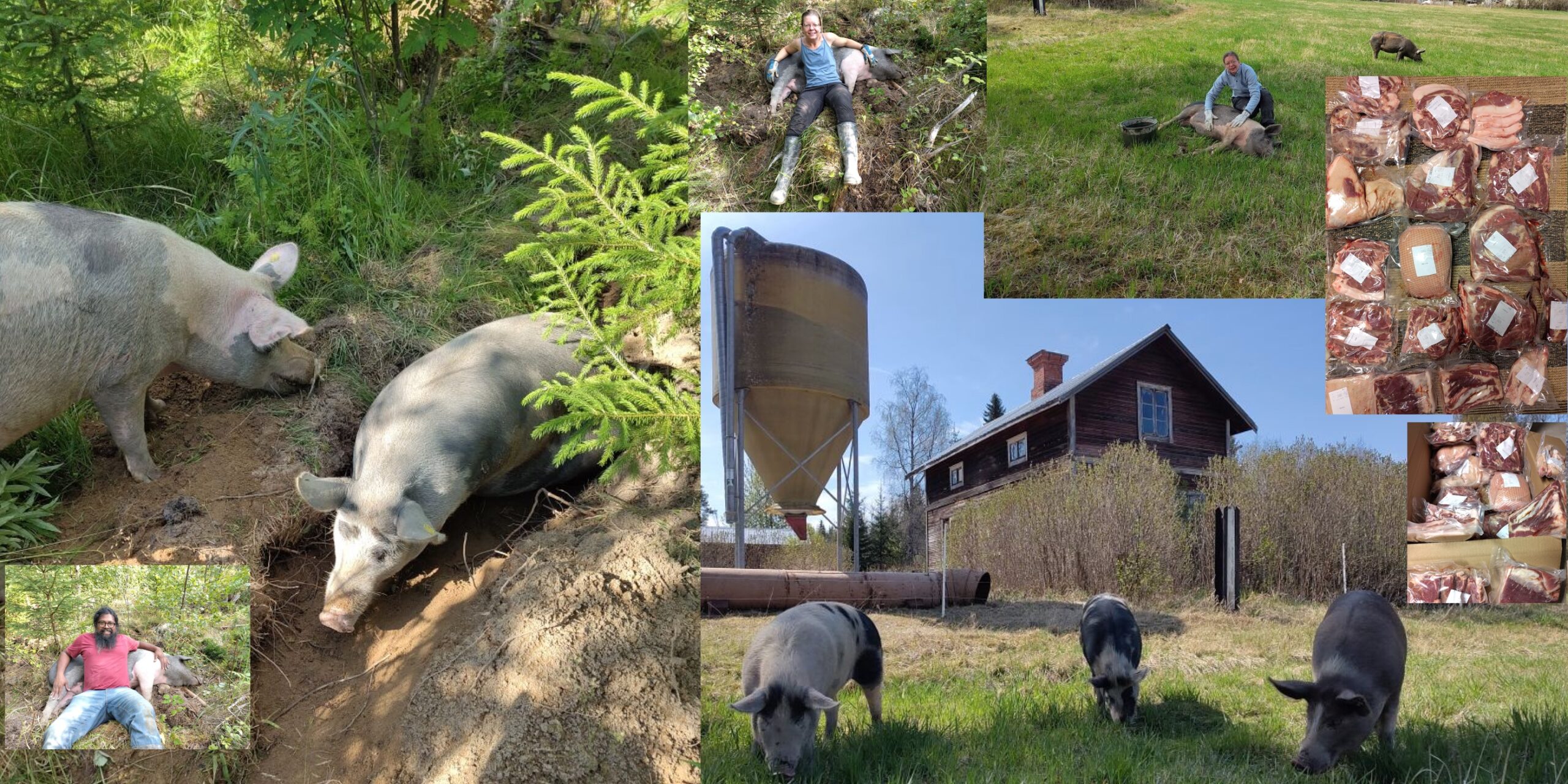 Free Pigs collage — Linderodsvin (Swedish heritage breed) pigs raised freely in forests and fields
